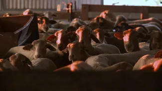 En Transhumance vers le bonheur – Le marquage des brebis